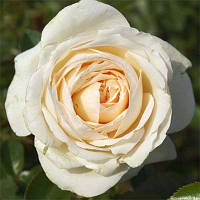 Роза Cream Abundance Харкнесс Белый, бежевый, кремовый Саженцы 1шт. Florium