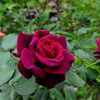Роза Gräfin Diana Красный Саженцы 1шт. Florium
