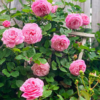 Роза Kiss Me Kate (плетистая) Розовый Саженцы 1шт. Florium