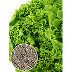 Насіння Салат Одеський кучерявець Яскрава 1 г, фото 2