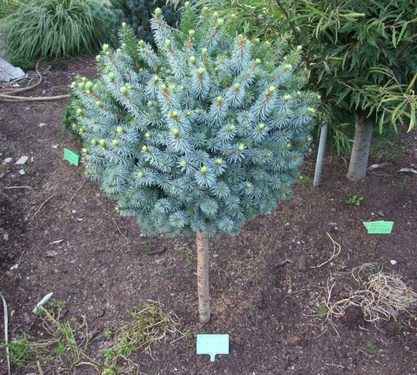 Ялина сітхінська Тенас (Picea sitchensis Tenas) 2 річна на штамбі 40-60 см