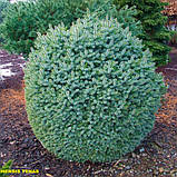 Ялина сітхінська Тенас (Picea sitchensis Tenas) 2 річна на штамбі 40-60 см, фото 3