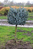 Ялина сітхінська Тенас (Picea sitchensis Tenas) 2 річна на штамбі 40-60 см, фото 2