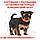 АКЦІЯ! Royal Canin Yorkshire Terrier Puppy сухий корм для цуценят Йоркширського тер'єра 1.5КГ + 4 вологих паучів У ПОДАРУНОК!, фото 6