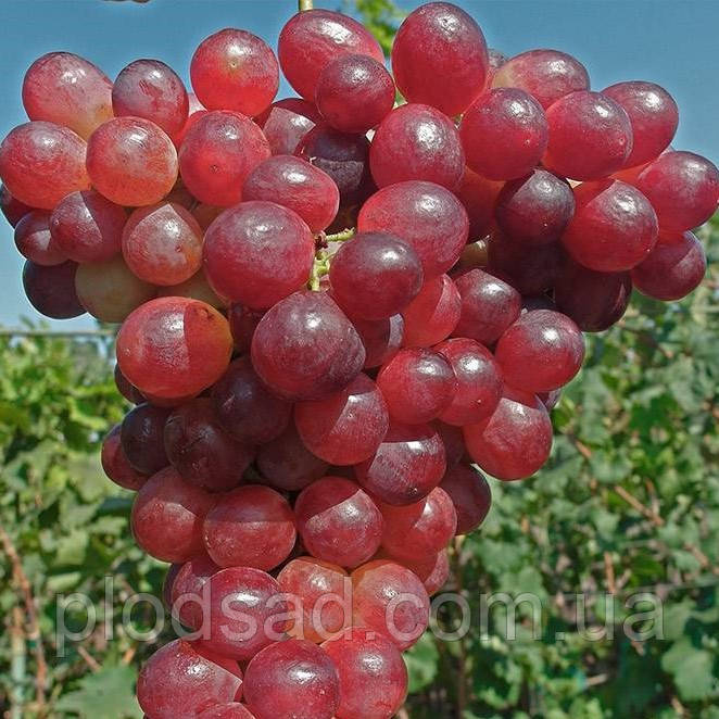 Виноград Дарвіка