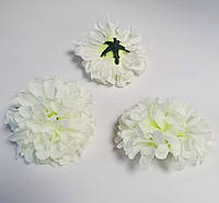 Голови квітів жоржини білі, діаметр 10 см