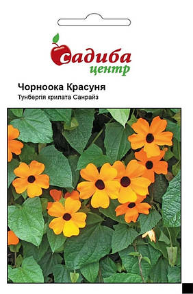 Насіння Тунбергія Чорноока красуня 0,1 г, Садиба Центр, фото 1