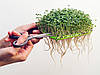 Вирощувач мікрозелені «Здоров'я КЛАД», фото 2