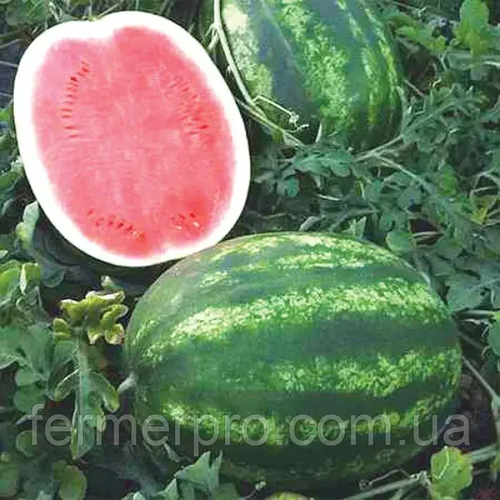 Насіння кавуна Термез F1, 500 насінин, Enza Zaden, фото 1