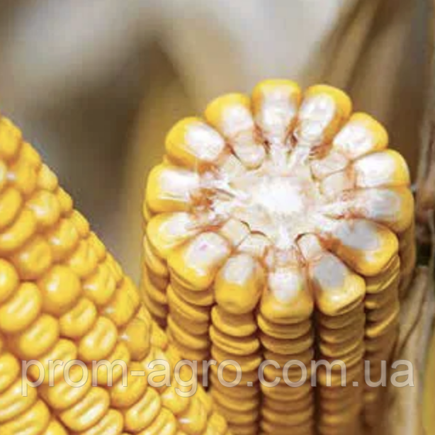 Насіння кукурудзи Почаєвський 190 МВ ФАО – 190 Українська селекція дрібна фасовка, 1 кг