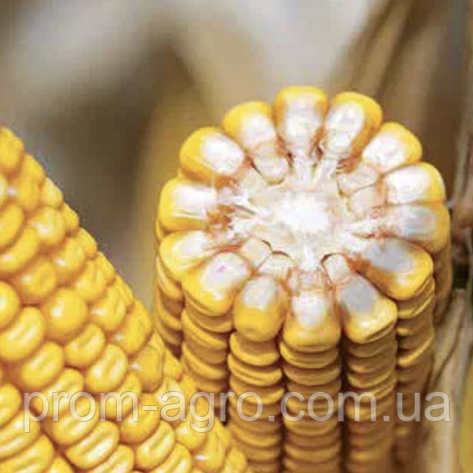Насіння кукурудзи Почаєвський 190 МВ ФАО – 190 Українська селекція дрібна фасовка, 1 кг, фото 1