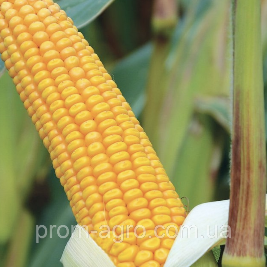Насіння кукурудзи Солонянський 298 СВ ФАО - 310 Українська селекція дрібна фасовка, 1 кг