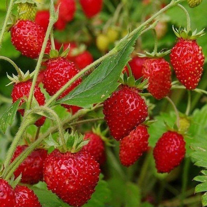 Насіння Суниця Барон Сулемахер 0.1 г, фото 1