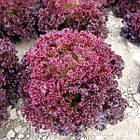 Насіння Салат Ред Кредо Яскрава 1 г, фото 2