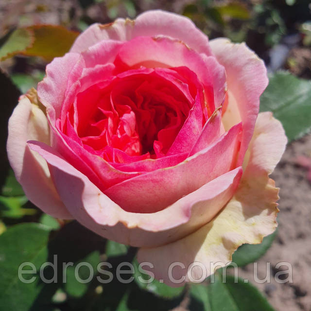 Жорж Санд (Rose George Sand ): продажа, цена в Киевской