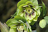 Морозник Double green spotted (Подвійний зелений плямистий), фото 3
