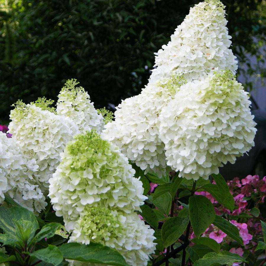 

Гортензия метельчатая Диамантино / С3 / Hydrangea Diamantino