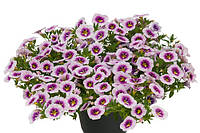 Калибрахоа Calibrachoa Unique Orchid Star