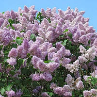 Бузок Угорський Josikaea контейнер 2 л (3-річний)