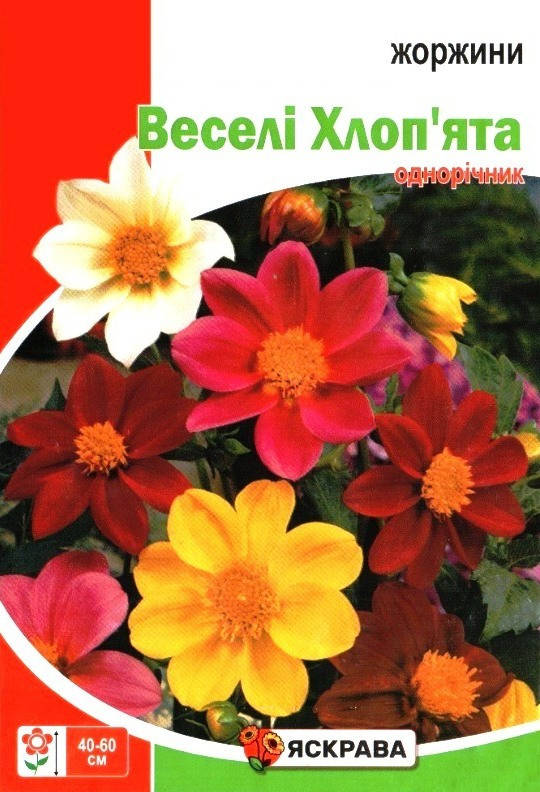 Насіння жоржин Веселі Хлоп'ята, ТМ Яскрава, 2г