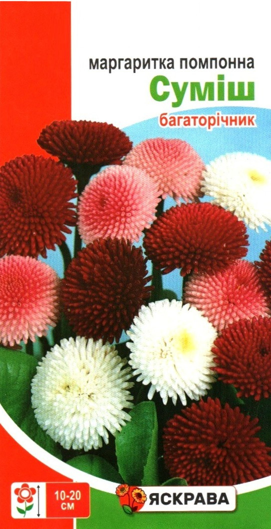 Насіння маргаритки помпонної Суміш, ТМ Яскрава, 0,1г