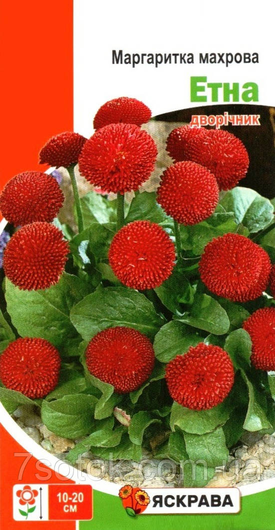 Насіння маргаритки махрової Етна червона, ТМ Яскрава, 0,1г