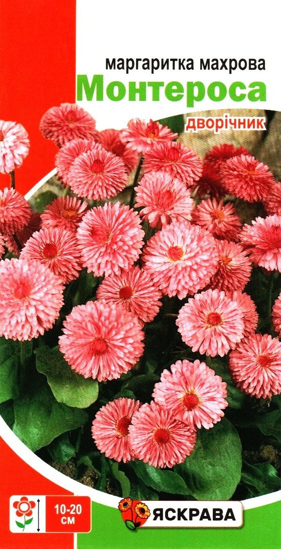 Насіння маргаритки махрової Монтероса рожева, ТМ Яскрава, 0,1г
