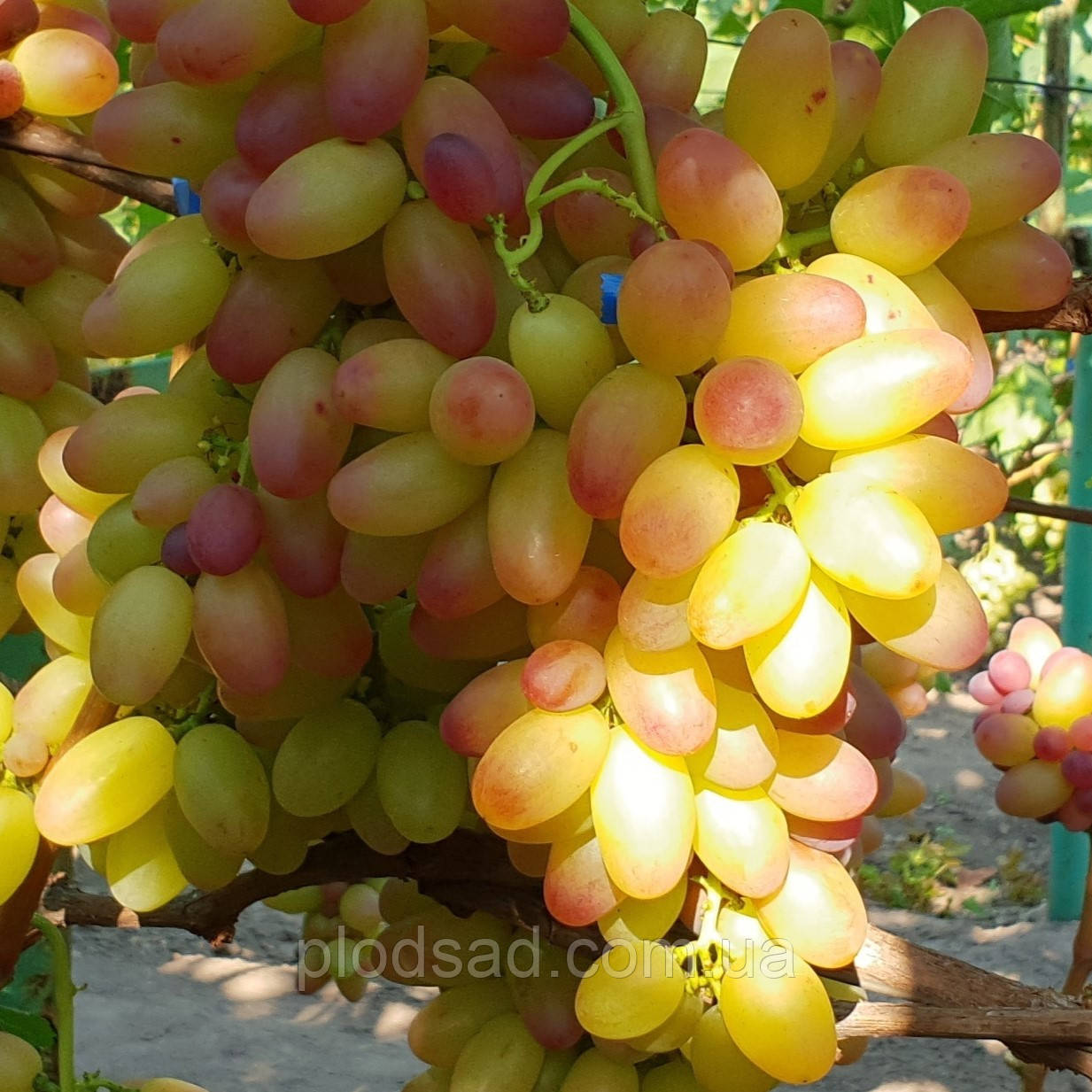 Виноград Троянда рання