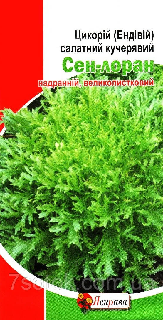 Насіння цикорію салатного кучерявого Сен-лоран, ТМ Яскрава, 1г