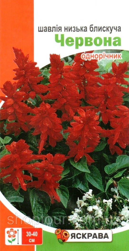 Посевные семена шалфея блестящего Красный, 0,1г - фото 1 - id-p2008698518