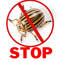 Інсектициди: Захист рослин від шкідників