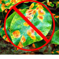 Фунгіциди: захист рослин від захворювань