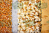 Зерно кукурудзи для попкорну "Метелик" Україна Купити, фото 2