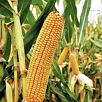 Семена кукурузы Подольский 274 СВ ФАО - 270 Украинская селекция Качество