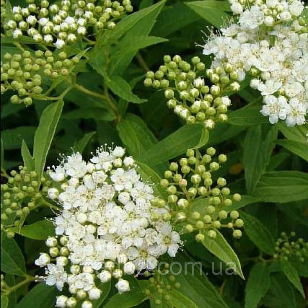 Спірея японська Альбіфлора (горщик 0,5л), фото 1