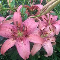Луковицы цветка Лилия Pink County