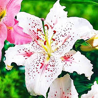 Луковицы цветка Лилия Muscadet