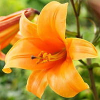 Луковицы цветка Лилия Orange Planet