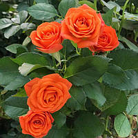 Декоративна рослина Роза Оранж Бебі