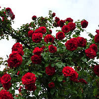 Декоративна рослина Плетисті Червоні троянди