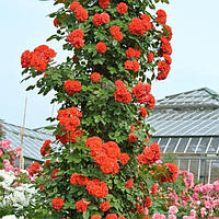 Декоративна рослина Плетисті Помаранчеві троянди