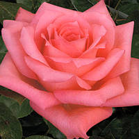 Декоративное растение Роза Дольче Вита