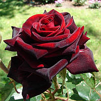 Декоративное растение Роза Черная магия