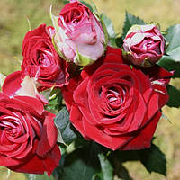 Декоративное растение Роза Руби Стар