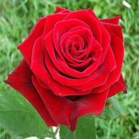 Декоративна рослина Чайно-гібридна троянда Гран-Прі