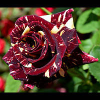 Декоративна рослина Чайно-гібридна троянда Абра Кадабра