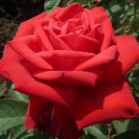 Декоративное растение Роза Софи Лорен