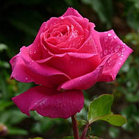 Декоративное растение Чайно-гибридная роза Топаз