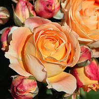 Декоративное растение Роза бордюрная Дольче Вита