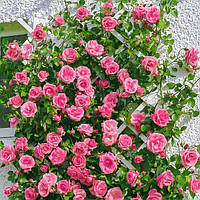 Декоративное растение Плетистая роза Розовая Жемчужина